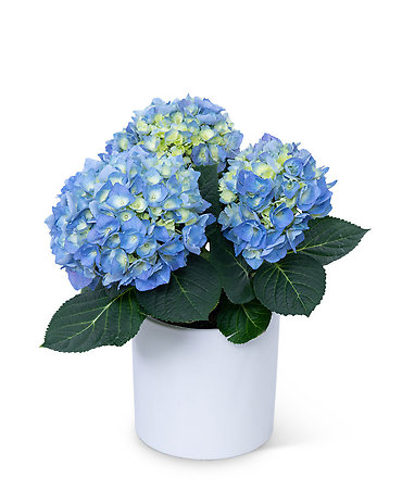 Blue Hydrangea Plant