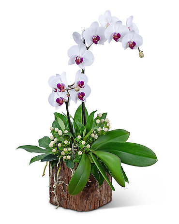 Majestic Phalaenopsis Orchid
