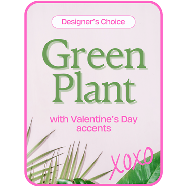 Designer\'s Choice Valentine\'s Day Green Plant