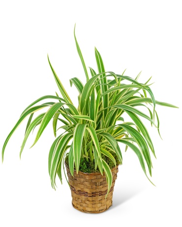 Flax Lily Plant in Basket