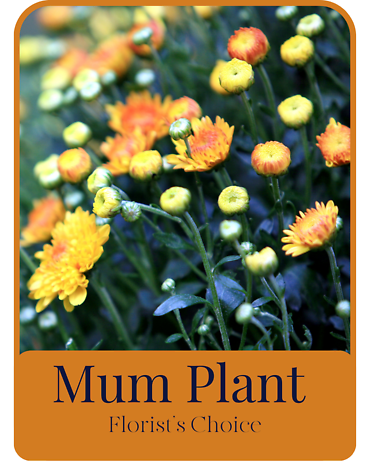 Florist\'s Choice Mum Plant
